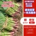 红根蒜苗新货上市货源稳定质量三包发全国