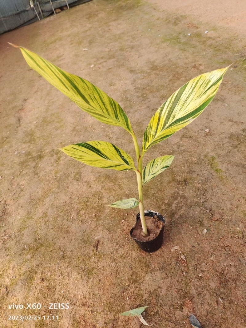 花叶姜叶面深绿色，有金黄色富有光泽的纵斑纹