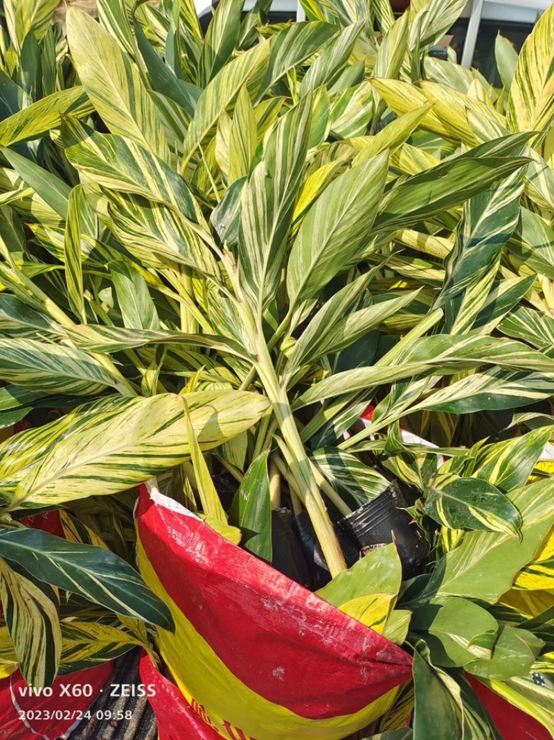 花叶姜叶面深绿色，有金黄色富有光泽的纵斑纹
