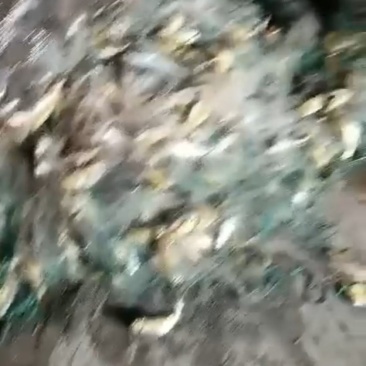 梅童鱼