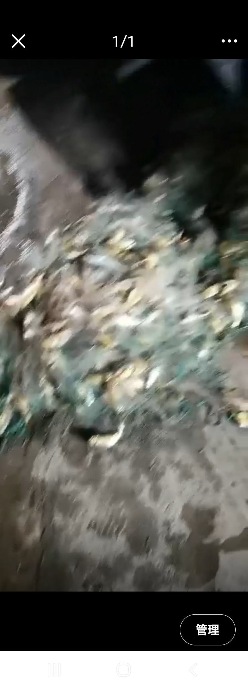 梅童鱼