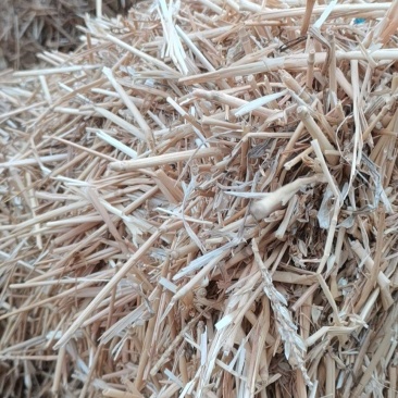 揉丝小麦秆