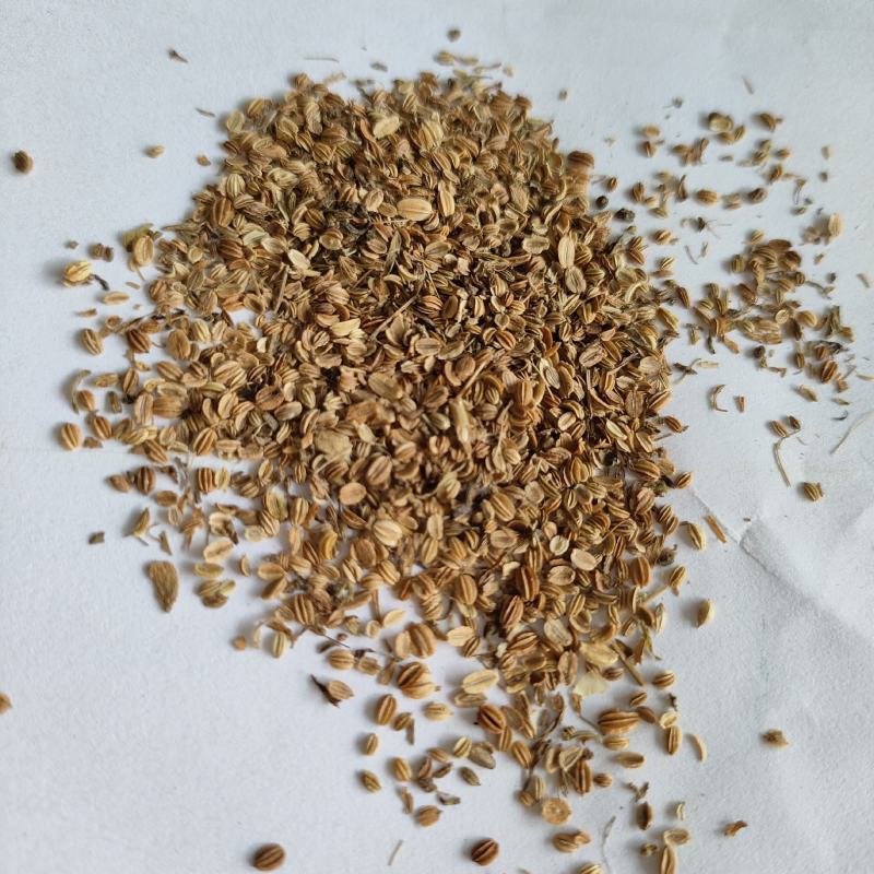 蛇床子祥泰药材栈中药材批发零售实物拍摄量多从优