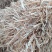 揉丝小麦秆