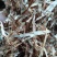 揉丝小麦秆