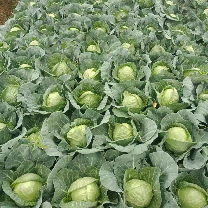 云南精品甘蓝圆包菜产地一手货源量大从优欢迎实地考察