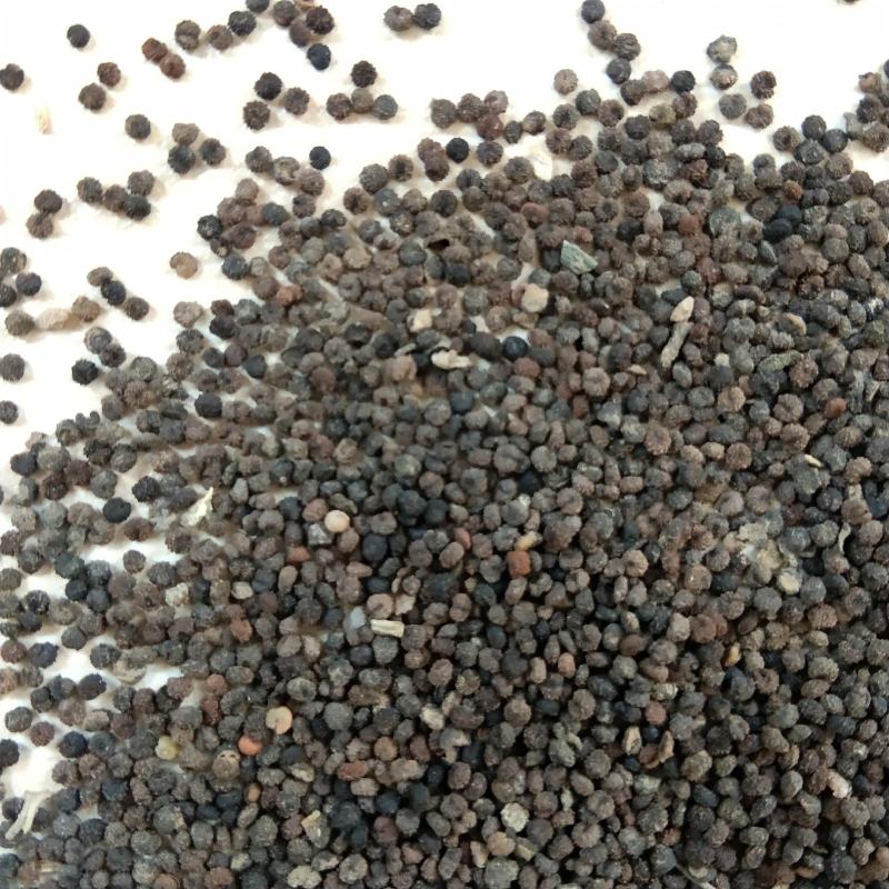 新产白花菜子臭花菜籽药食两用白花菜可种植用
