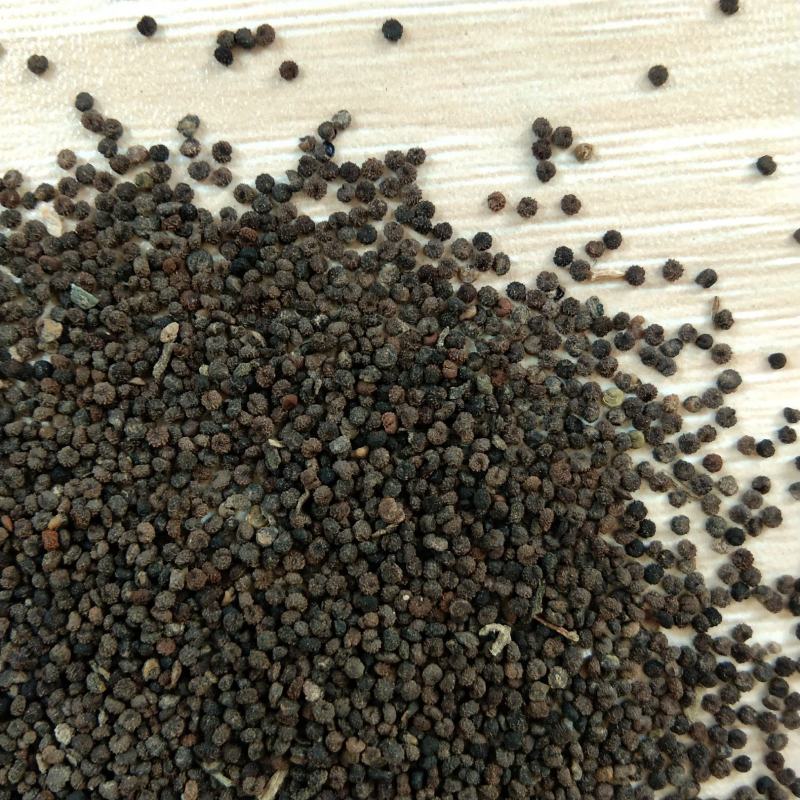 新产白花菜子臭花菜籽药食两用白花菜可种植用