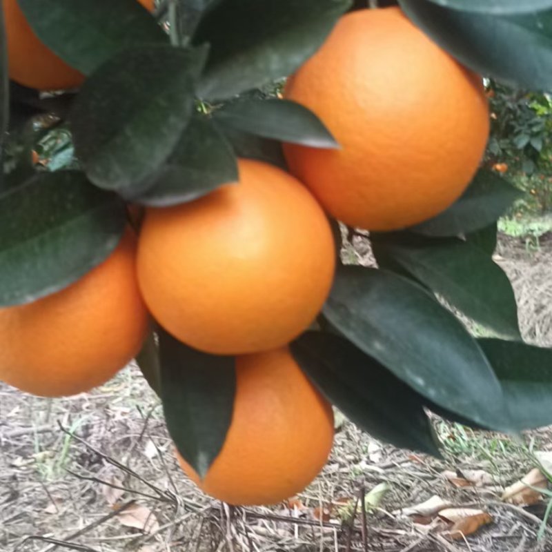 湖南永州江永夏橙，大量上市中，一手货源，无中间商赚差价。