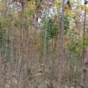 低价出售自家地里的五角枫元宝枫，自产自销，量大从优。
