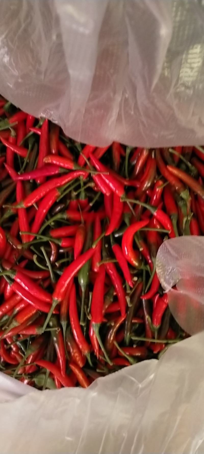番茄辣椒豆角
