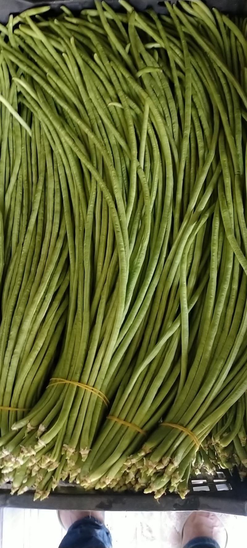 番茄辣椒豆角