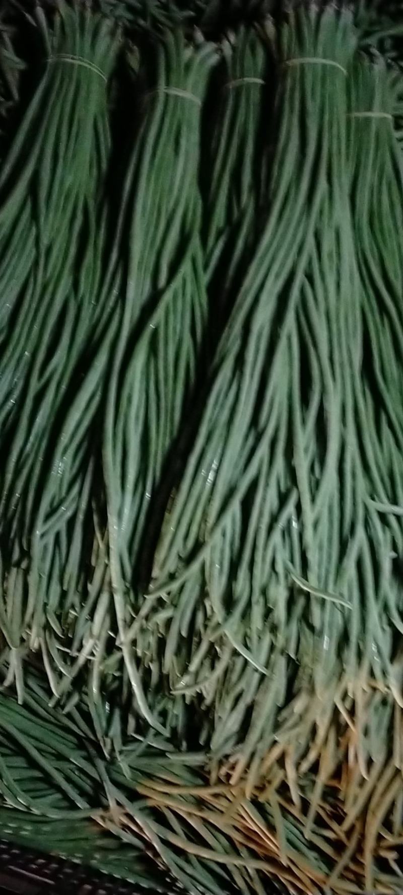 番茄辣椒豆角