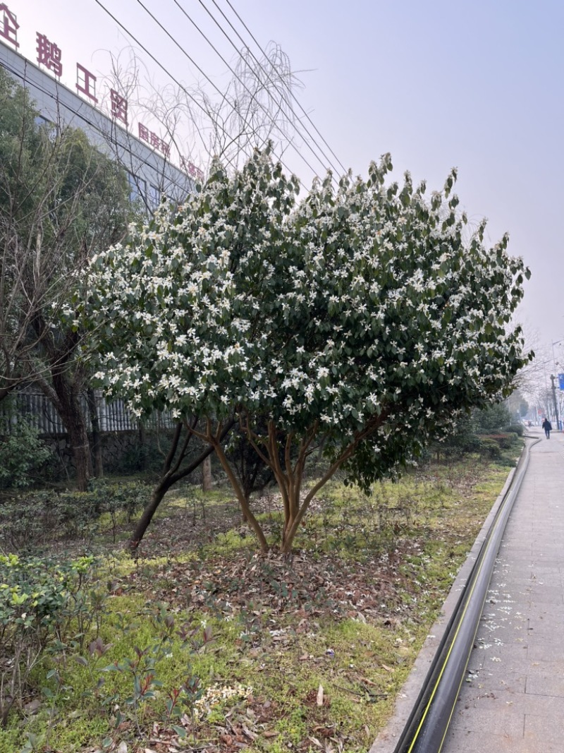 长瓣短柱茶、可绿化、可盆栽、可榨油，经济价值的优势。