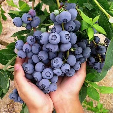 蓝莓，大棚蓝莓，