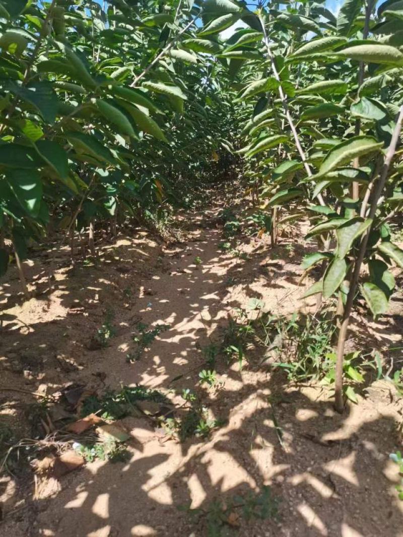 推荐烟台萨米脱樱桃树苗产地直发诚信经营欢迎致电联系