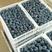 蓝莓，大棚蓝莓，