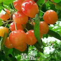 【黄蜜樱桃苗】推荐烟台黄蜜樱桃1-4公分都有欢迎选购