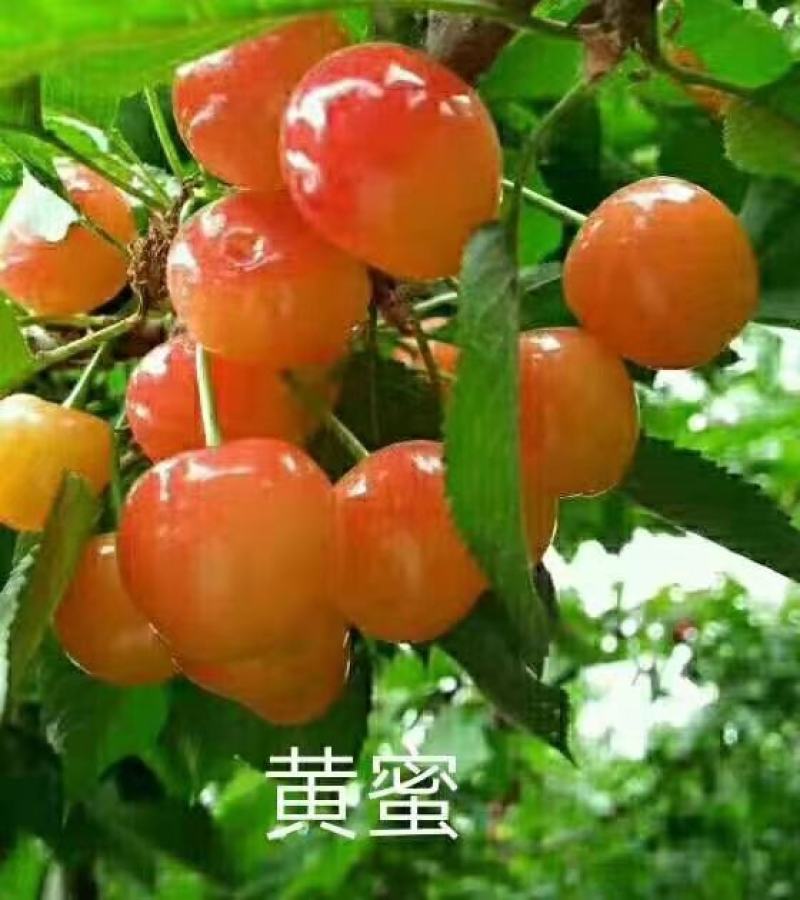 【黄蜜樱桃苗】推荐烟台黄蜜樱桃1-4公分都有欢迎选购