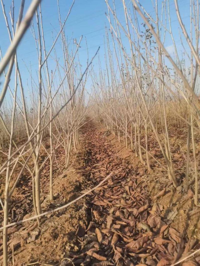 【黄蜜樱桃苗】推荐烟台黄蜜樱桃1-4公分都有欢迎选购