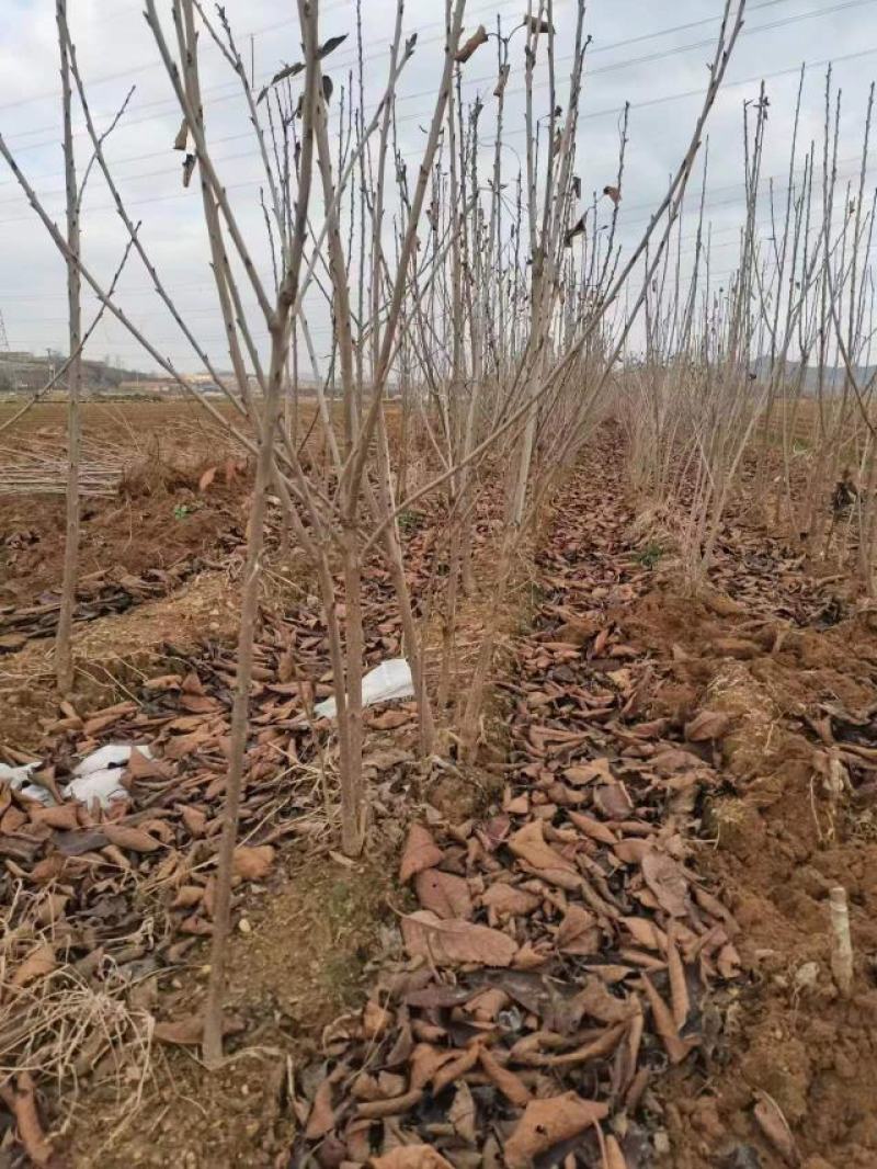 【黄蜜樱桃苗】推荐烟台黄蜜樱桃1-4公分都有欢迎选购