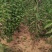 【黄蜜樱桃苗】推荐烟台黄蜜樱桃1-4公分都有欢迎选购