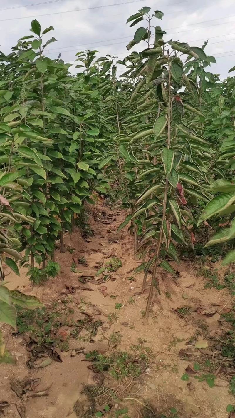 【黄蜜樱桃苗】推荐烟台黄蜜樱桃1-4公分都有欢迎选购
