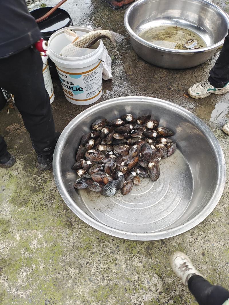 蚌壳
