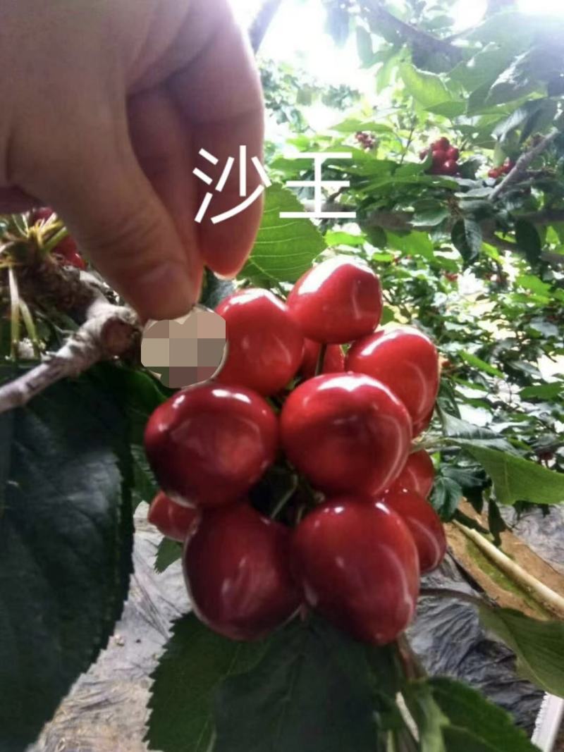 【沙王樱桃苗】牟平沙王樱桃结出好果成活率高欢迎联系