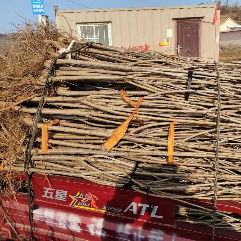 【沙王樱桃苗】牟平沙王樱桃结出好果成活率高欢迎联系