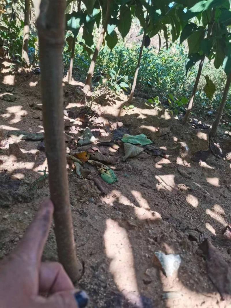 【沙王樱桃苗】牟平沙王樱桃结出好果成活率高欢迎联系