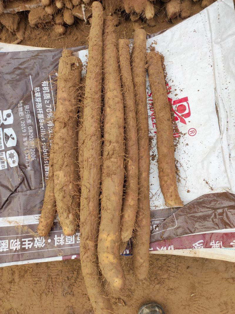 邢台白玉山药