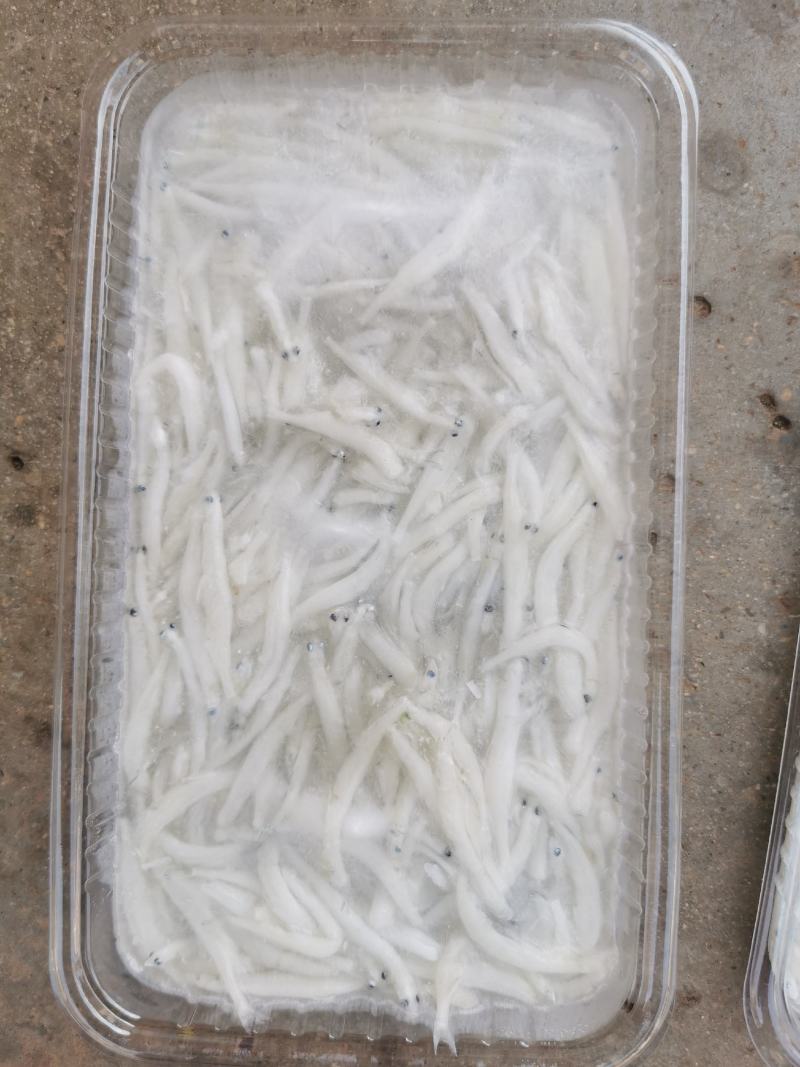 丹江口精品银鱼冻货一手货源品质保障量大从优