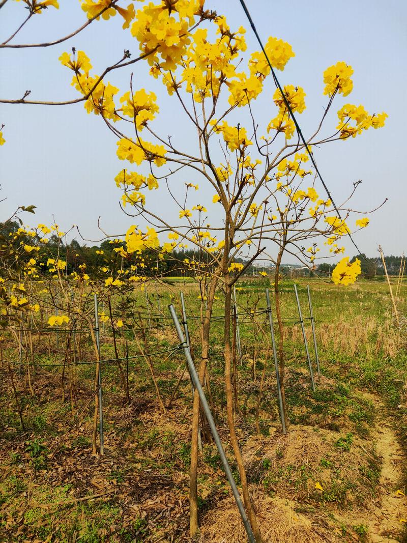 黄花风铃木，多花品种，地径1到6公分大都有！