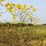 黄花风铃木，多花品种，地径1到6公分大都有！