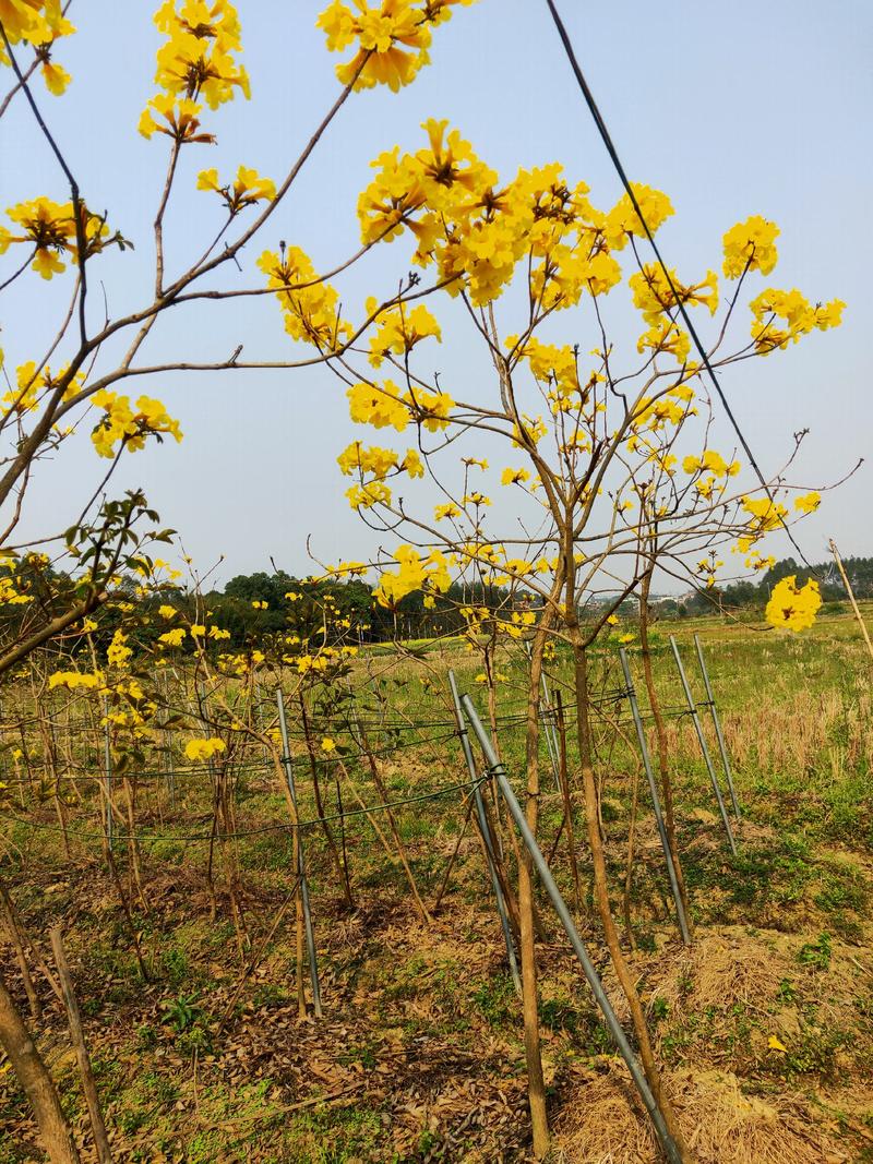 黄花风铃木，多花品种，地径1到6公分大都有！