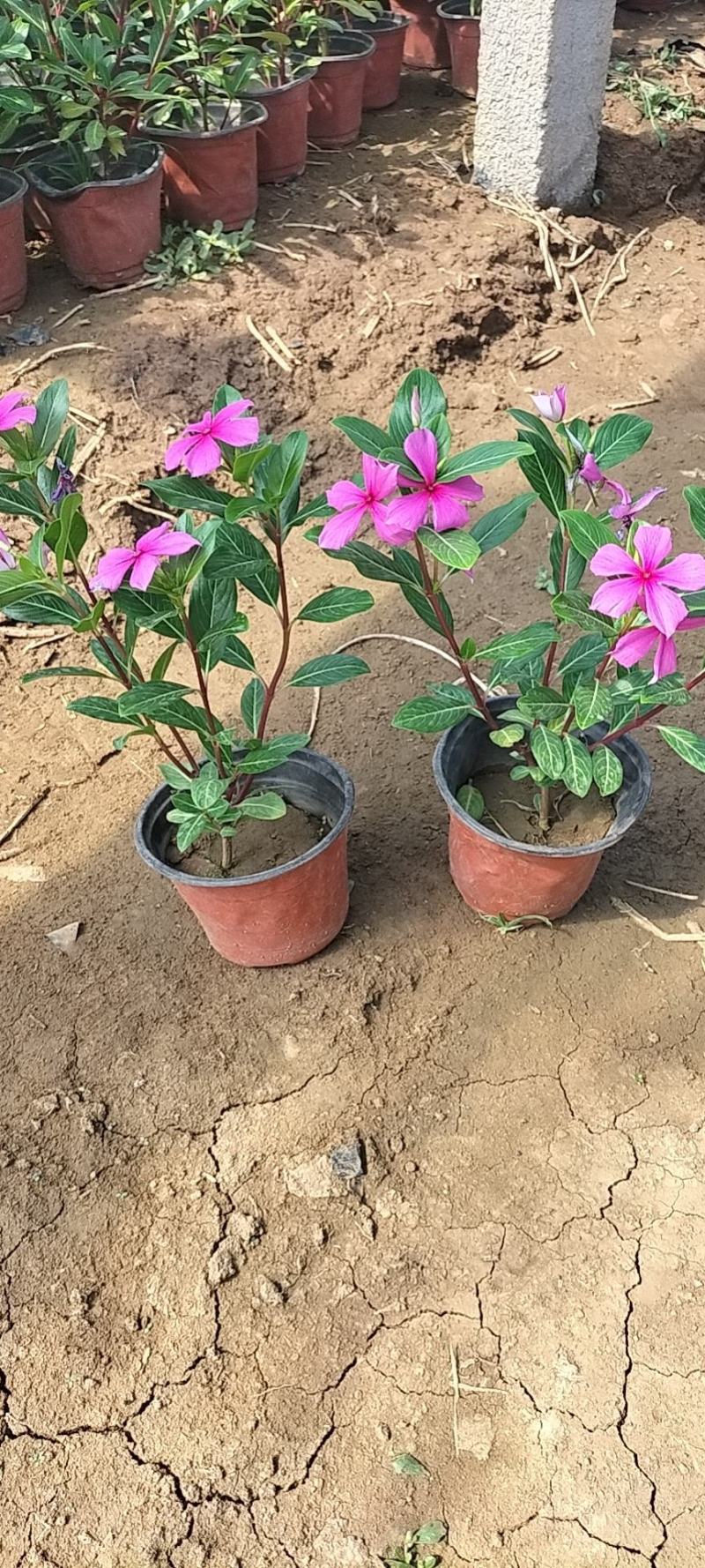 【长春花】精品长春花颜色靓丽美观成活率高耐寒精品