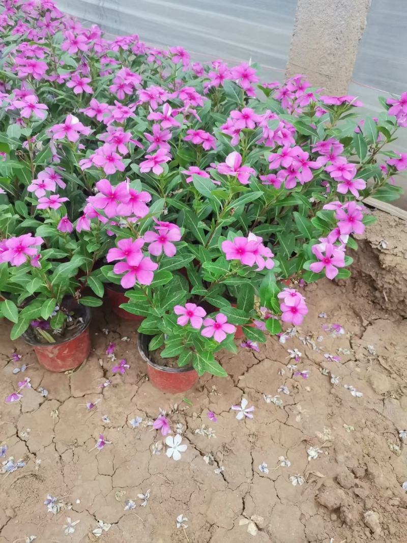【长春花】精品长春花颜色靓丽美观成活率高耐寒精品
