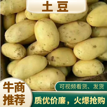 土豆/黄心土豆/西森六土/黄皮土豆/V7土豆/荷兰土豆