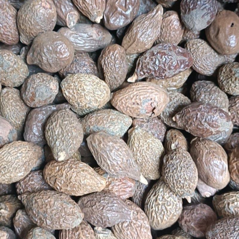 胖大海，泡茶胖大海支持零售批发量大从优正品保证
