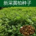 新采黄柏种子净子黄檗柏檗木黄菠萝绿化行道林木苗木树种子
