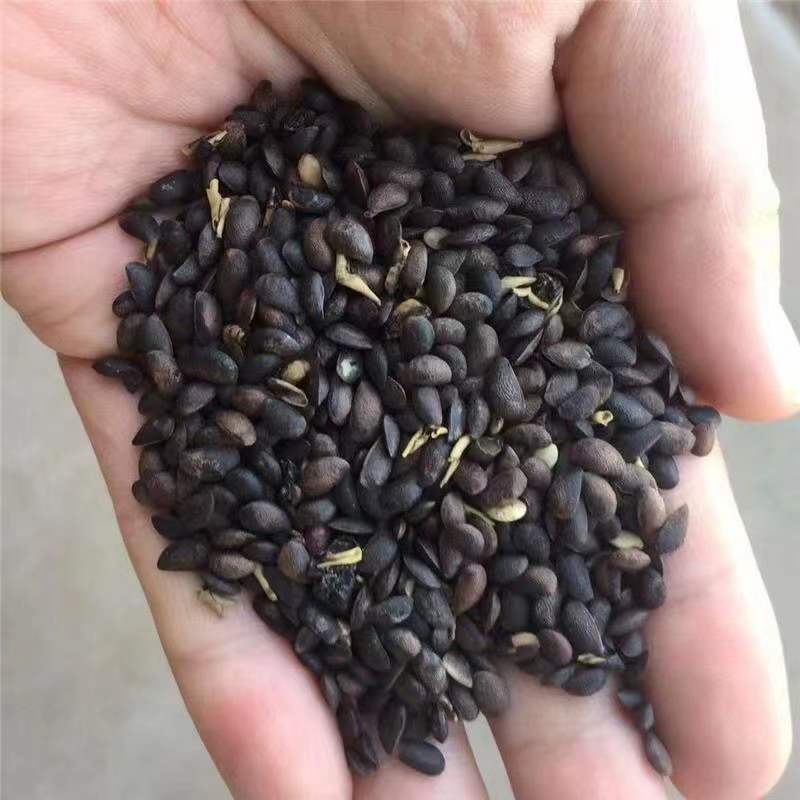新采黄柏种子净子黄檗柏檗木黄菠萝绿化行道林木苗木树种子
