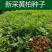 新采黄柏种子净子黄檗柏檗木黄菠萝绿化行道林木苗木树种子