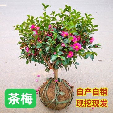 茶梅茶梅苗庭院别墅绿化茶梅球自产自销批发价