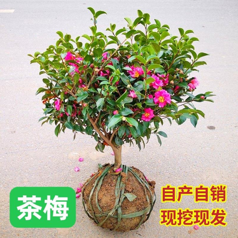 茶梅茶梅苗庭院别墅绿化茶梅球自产自销批发价