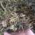 甘松干货甘松中药材常年经营各种中药材欢迎选购！