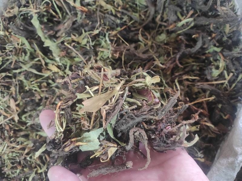 甘松干货甘松中药材常年经营各种中药材欢迎选购！