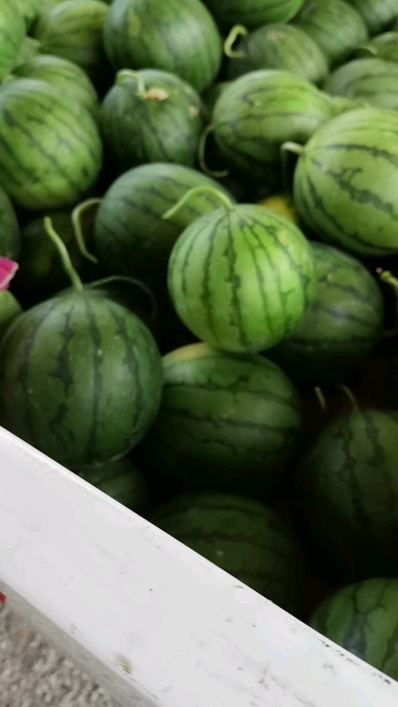 江苏优质特小凤瓜形好甜度高耐运输货量大大产区全国接单提供包装