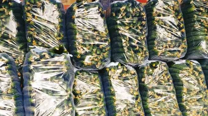 密刺黄瓜与沙拉搭配的美食展示