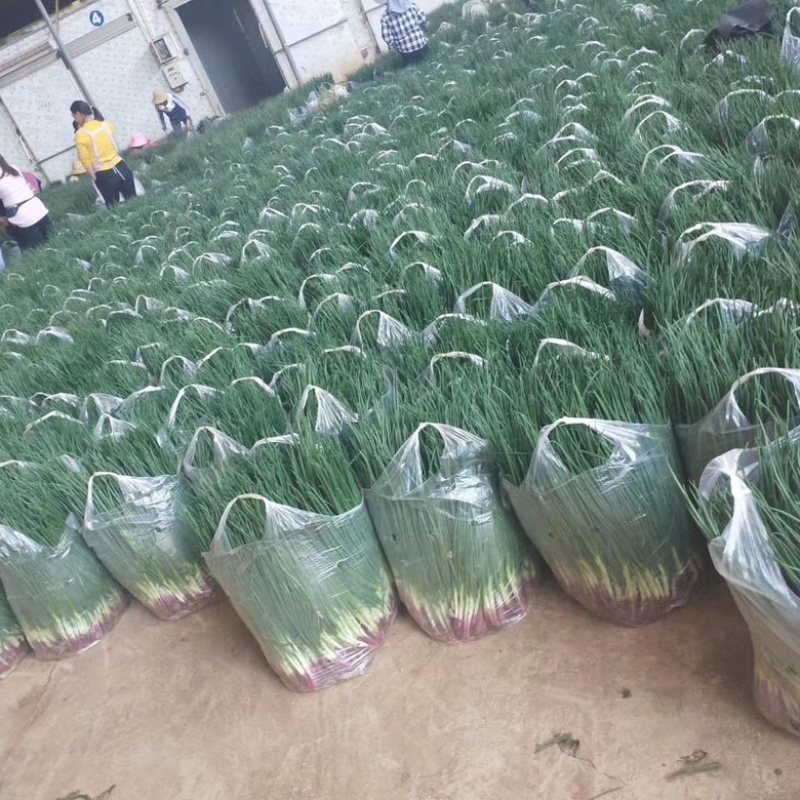 小葱产地直供精品香葱大掉价一手货源要的联系
